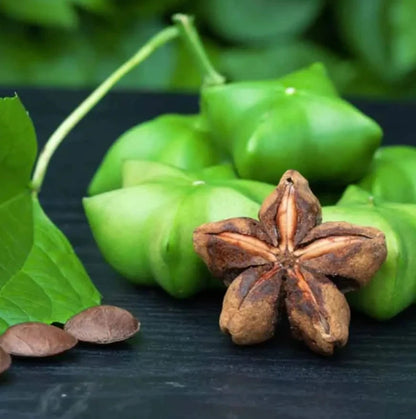 Organic Sacha Inchi Nuts Seeds (Plukenetia volubilis / 50+ Superfood Inca Peanut Plant Seeds) – Premium Gourmet Tropical Oilseed Crop Seeds for Planting