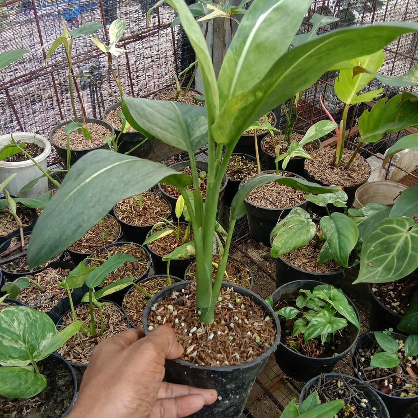 Rare Dieffenbachia Green Magic Variegated - Premium Exotic Tropical Houseplant Unique Foliage Plant