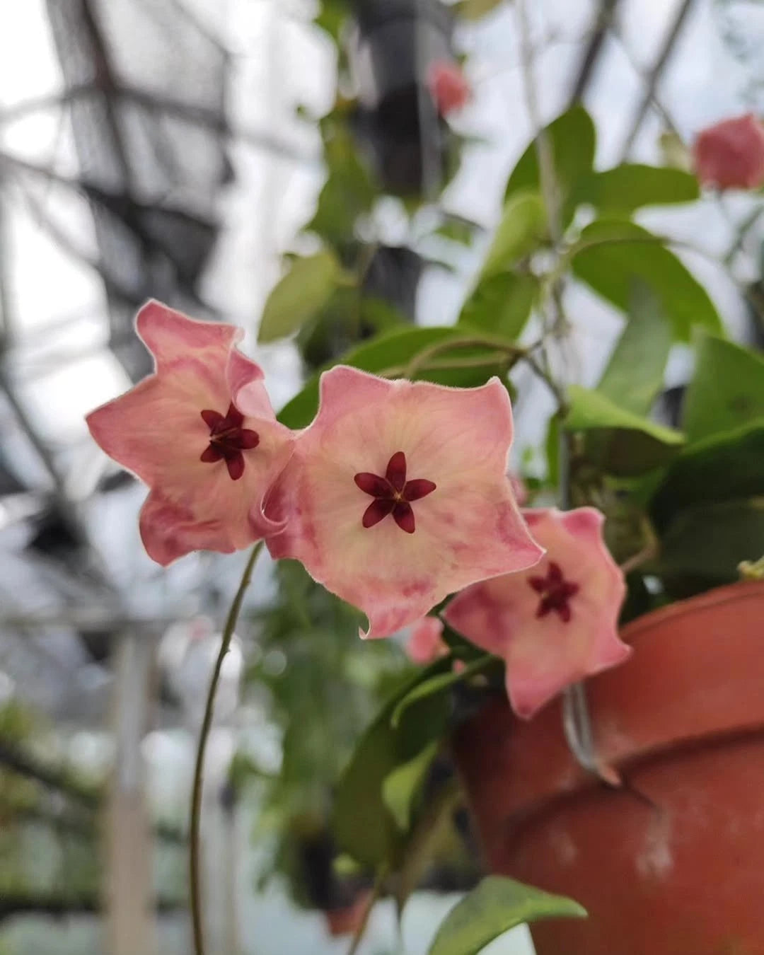 Hoya Patella Pink SP Papua Rare Tropical Wax Plant (Rare Exotic Epiphytic Vine Specimen) – Premium Botanical Houseplant Seeds & Cuttings for Growing