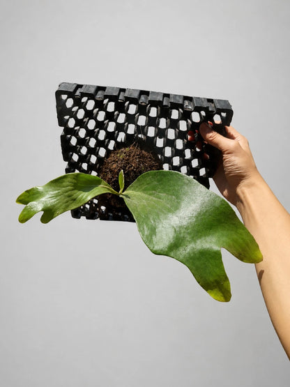Platycerium Hillii 'Papuanum' - Rare Tropical Staghorn Fern (Mounted)