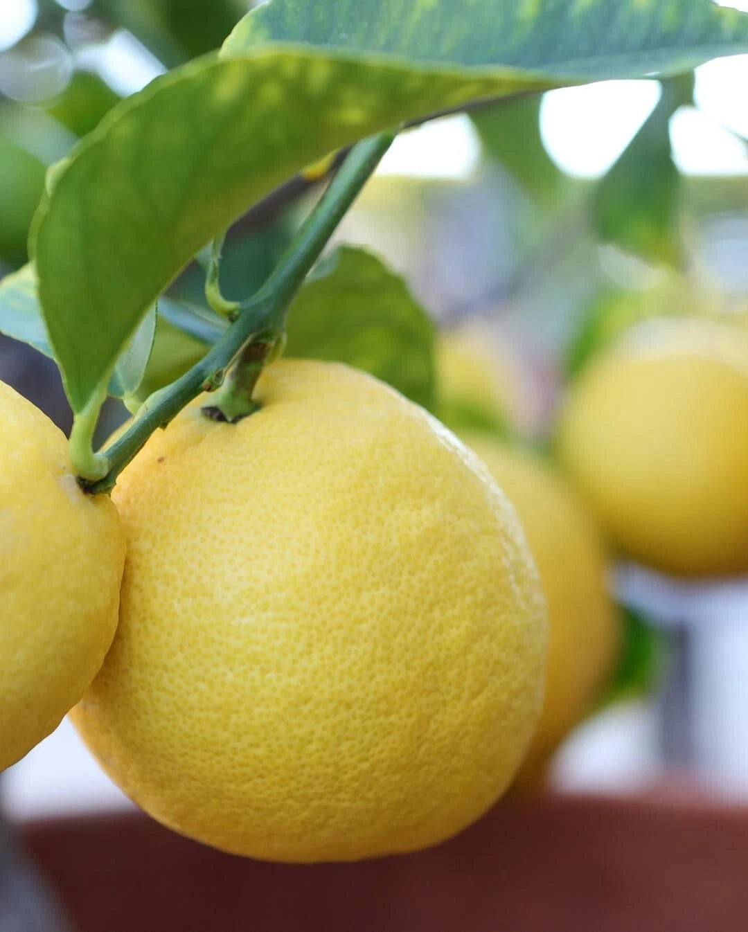 100+ Eureka Lemon Seeds (Citrus limon / Classic True Lemon / Everbearing Citrus Tree) – Premium Exotic Fruit Tree & Orchard Seeds for Planting
