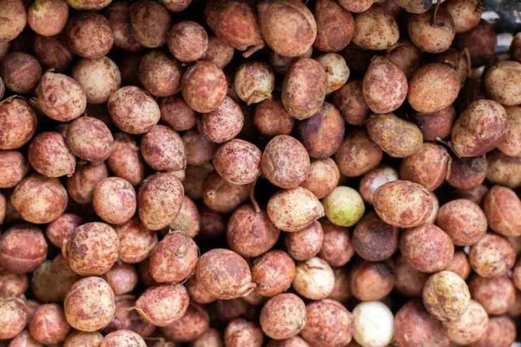 Premium Bambara Groundnut Seeds (1,000+ pcs) - Authentic Vigna subterranea Ground-Nut for Planting