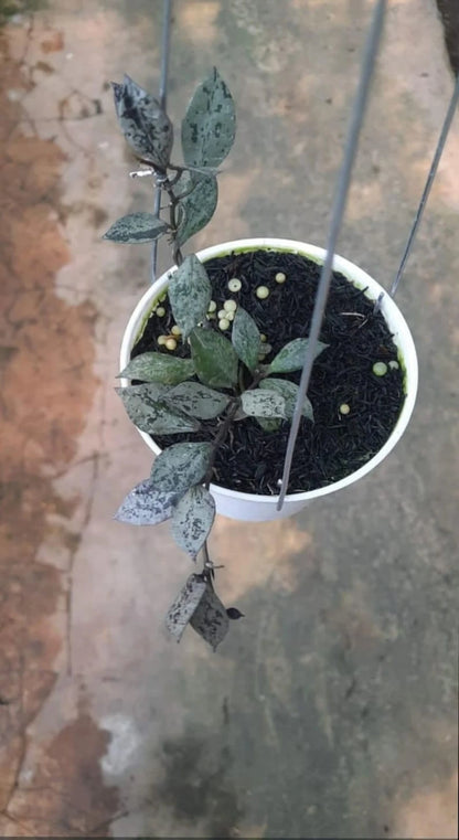 Hoya Lacunosa Black Aurora Seeds (Hoya lacunosa var. Black Aurora) – Premium Certified Rare Dark Foliage Tropical Indoor Wax Plant Climbing Vine Seeds for Planting