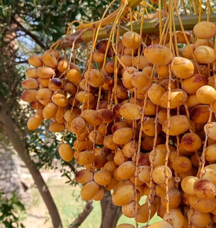 Halawi Date Palm Seeds (Phoenix dactylifera) – 35+ Premium Sweet Halwa Date Seeds