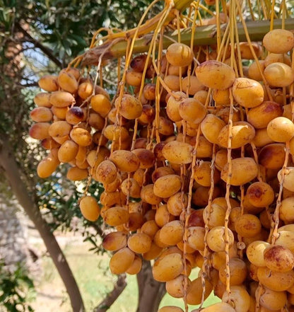 Halawi Date Palm Seeds (Phoenix dactylifera) – 35+ Premium Sweet Halwa Date Seeds