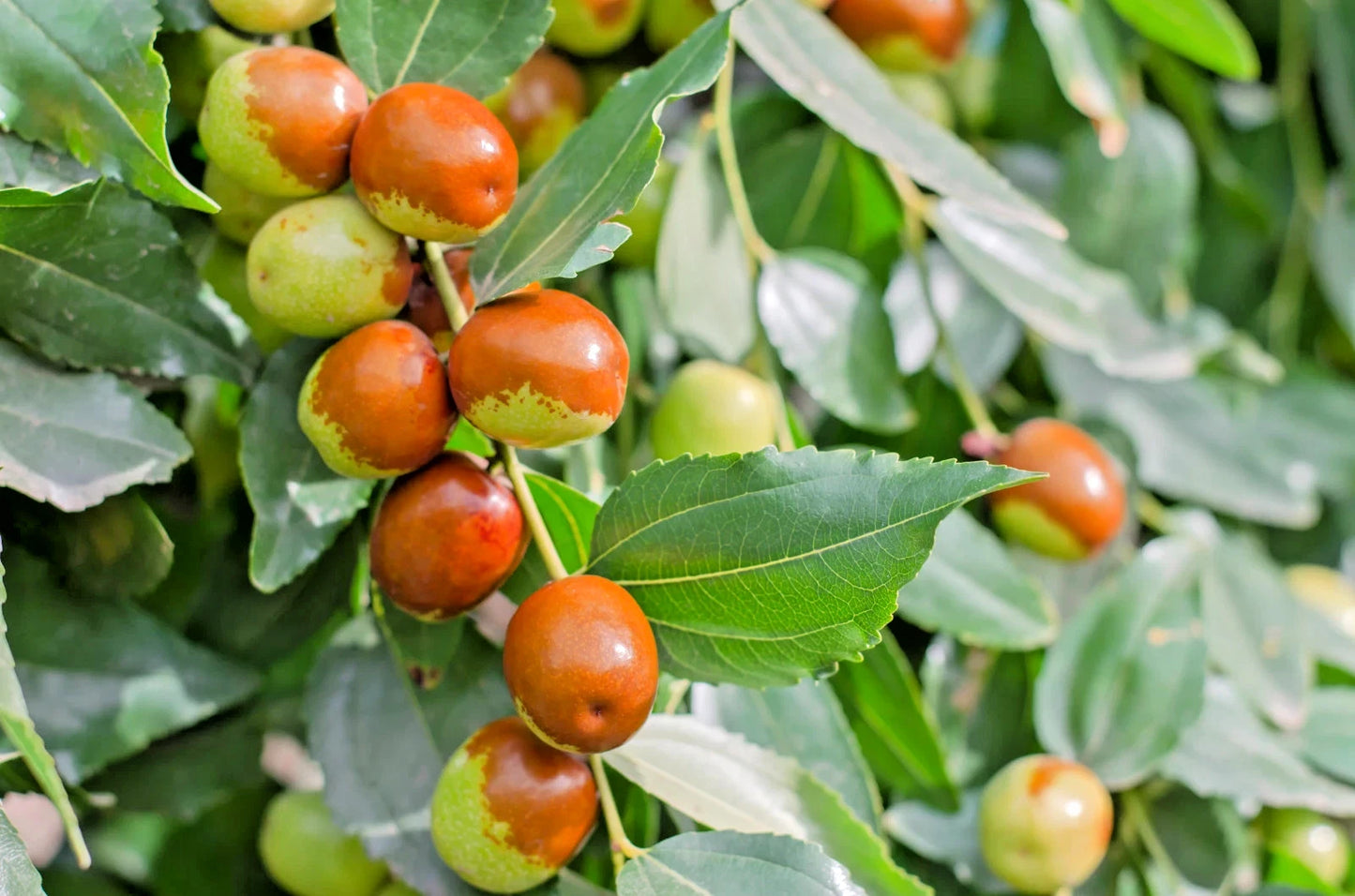 Chinese Jujube Putsa Apple Seeds 2,500+ (Ziziphus jujuba) – Bulk Heirloom Chinese Date & Sweet Fruit Tree Seeds for Orchard Cultivation