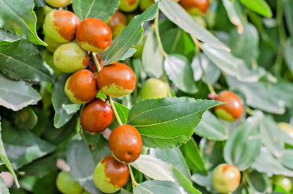 Chinese Jujube Putsa Apple Seeds 2,500+ (Ziziphus jujuba) – Bulk Heirloom Chinese Date & Sweet Fruit Tree Seeds for Orchard Cultivation