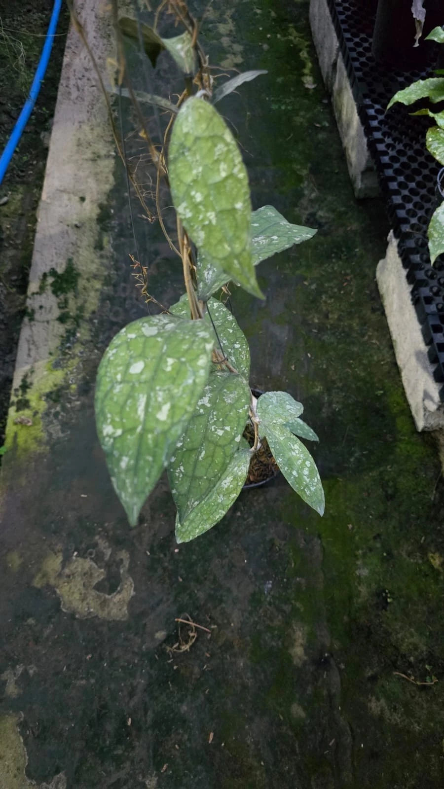 Hoya Clemensiorum 'Dragon Scale' Seeds (Rare Tropical Wax Plant Specimen / 15+ Exotic Asclepiad Vine Seeds) – Premium Botanical Specimen Plant Seeds for Planting