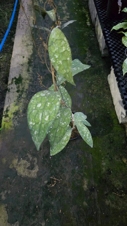 Hoya Clemensiorum 'Dragon Scale' Seeds (Rare Tropical Wax Plant Specimen / 15+ Exotic Asclepiad Vine Seeds) – Premium Botanical Specimen Plant Seeds for Planting