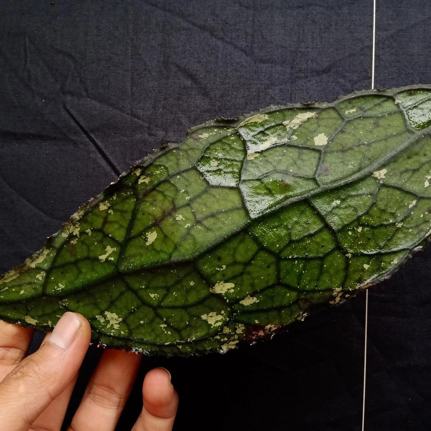Hoya clemensiorum – Rare Collector’s Tropical Wax Vine