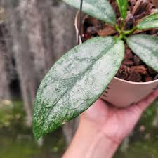 Hoya Buntokensis Purnama Silver | Ultra Rare Silver Hoya Wax Plant | Collector Specimen