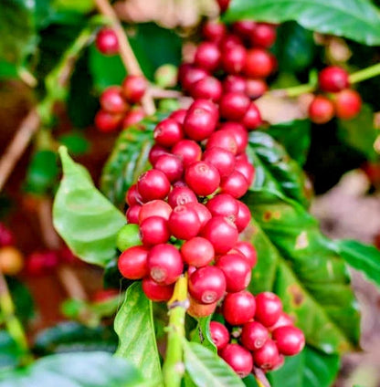 Premium Arabica Coffee Seeds (Coffea arabica) – 120+ High-Viability Exotic Specialty Heirloom Coffee Seeds