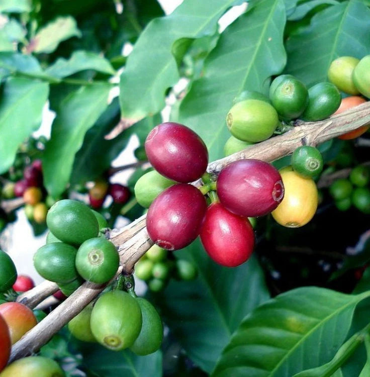 Bergendal Typica Sumatra Coffee Seeds (Coffea arabica) – 120+ Premium Coffee Beans