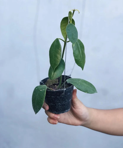 Hoya Madulidii SP Papua Rare Tropical Wax Plant (Papuan Endemic Epiphytic Vine Specimen) – Premium Botanical Houseplant Seeds & Cuttings for Growing