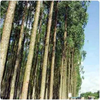 100++ Exotic Acacia Tree Seeds (Acacia crassicarpa / Northern Wattle / Thick-Podded Acacia) – Premium Fast-Growing Timber & Forestry Tree Seeds for Planting