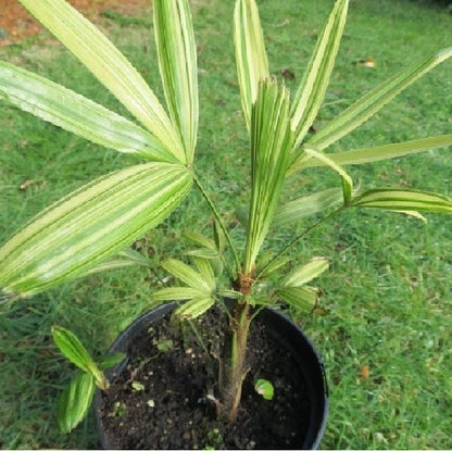 Rhapis excelsa 'Variegata' – Exquisite Variegated Lady Palm