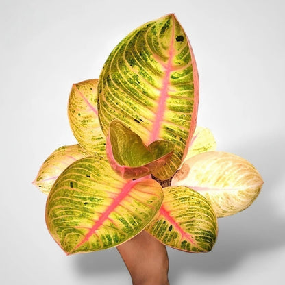 Aglaonema 'Goliath' - Grand Tropical Foliage