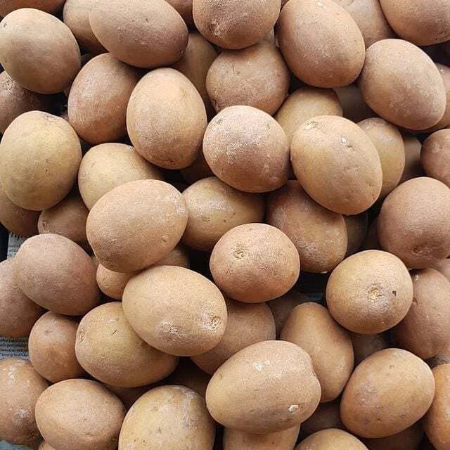 Sapodilla Manila Seedss (Manilkara zapota) Var. Manila 100+ Seedss