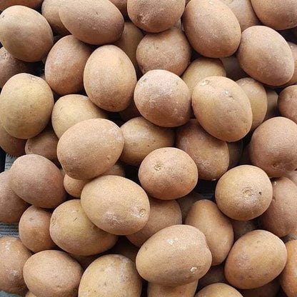 Sapodilla Manila Seedss (Manilkara zapota) Var. Manila 100+ Seedss