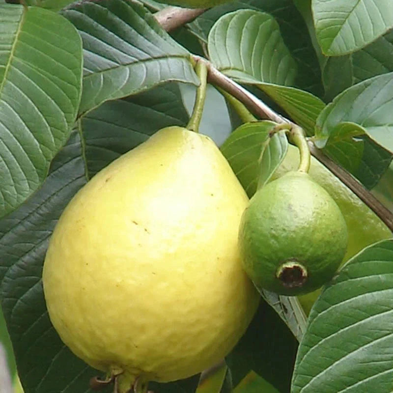 Red Guava Seeds 250+ pcs (Psidium guajava 'Manilla') – Premium Certified Manilla Red Guava Fruit Tree Plant Seeds for Planting