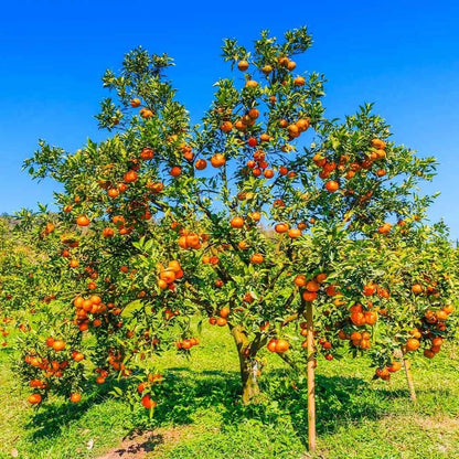 Valencia Orange Seeds (Citrus sinensis / 100+ Premium Quality Sweet Juice Orange Fruit Seeds) – Premium Exotic Botanical Specimen Plant Seeds for Planting