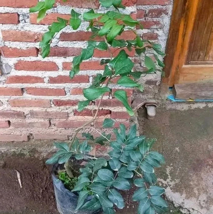 Grafted Ping Pong Longan (Lengkeng Pingpong) Seedling – Premium Tropical Fruit Tree