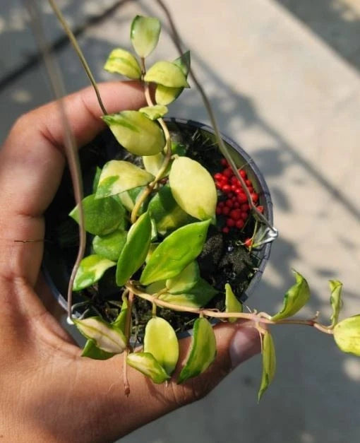 Hoya Lacunosa Minara – Rare Tropical Indoor Outdoor Wax Plant Certified Live Specimen for Planting