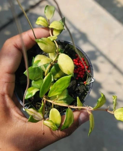 Hoya Lacunosa Minara – Rare Tropical Indoor Outdoor Wax Plant Certified Live Specimen for Planting