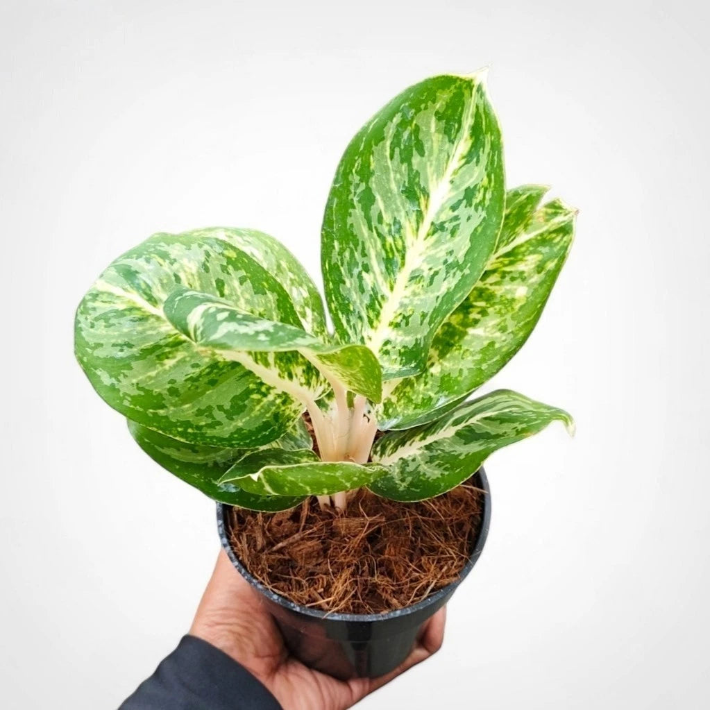 Aglaonema 'Green Papuma' - Elegant Tropical Foliage