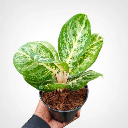 Aglaonema 'Green Papuma' - Elegant Tropical Foliage