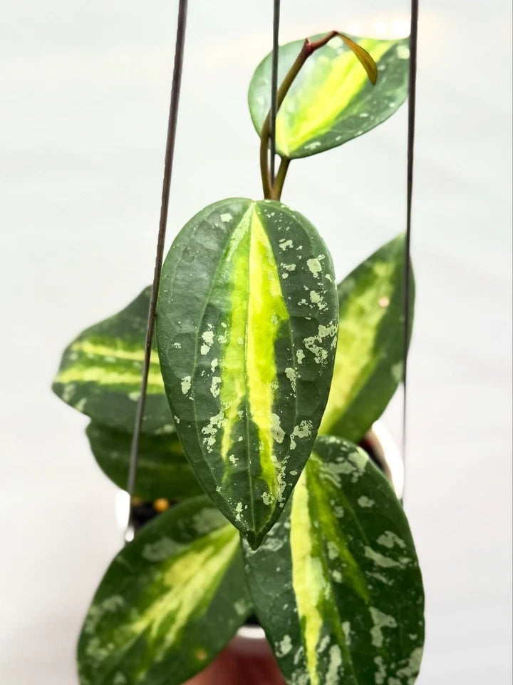 Hoya Latifolia Inner Variegated Plant | Rare Variegated Hoya | Tropical Wax Plant | Indoor Outdoor Houseplant