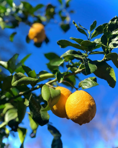 Lisbon Lemon Seeds (Citrus limon / 1000+ Premium Cold-Hardy True Lemon Fruit Tree Seeds) – Premium Botanical Specimen Plant Seeds for Planting