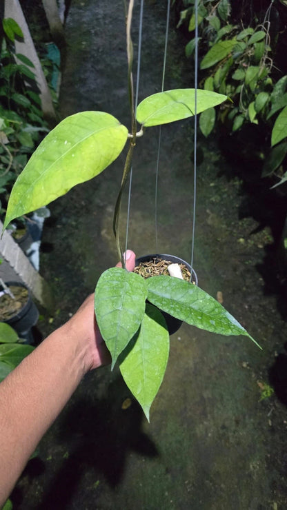 Rare Hoya Rikit Musara Sp Aceh - Premium Textured Leaf Exotic Tropical Wax Plant