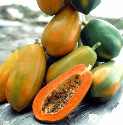 150+ Red Lady Papaya Seeds (Carica papaya / Sweet Red Fleshed Dwarf Hybrid) – Premium Exotic Fruit Tree & Commercial Orchard Seeds for Planting