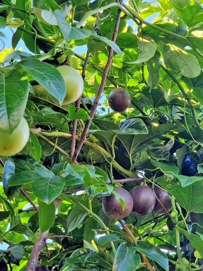 Purple Passion Fruit (Passiflora edulis) – 1,000+ Premium Seeds