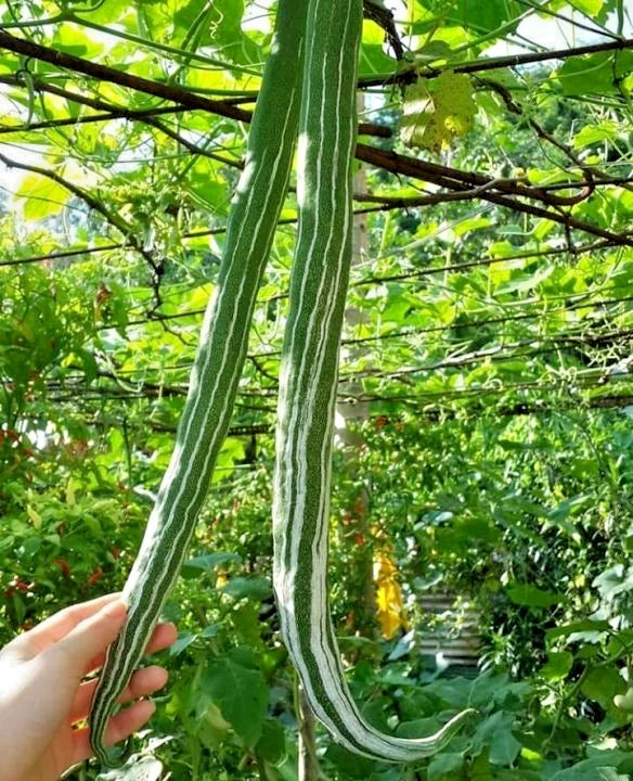 Snake Bitter Melon (Momordica charantia) – 50+ Premium Extra-Long Heirloom Seeds