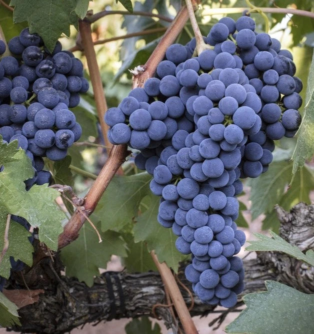 Tempranillo Grape (Vitis vinifera) – 100+ Premium Table & Wine Grape Seeds