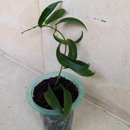 Hoya chlorantha Rare Tropical Wax Plant (1+ Rare Exotic Epiphytic Vine Specimen) – Premium Live Botanical Plant for Indoor Growing & Collectors