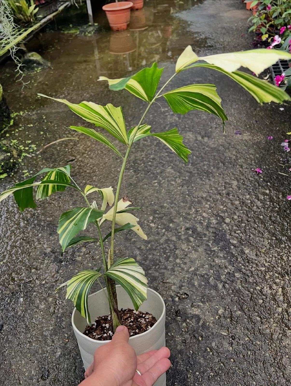 Caryota mitis - Fishtail Palm - Stunning Tropical Indoor Palm