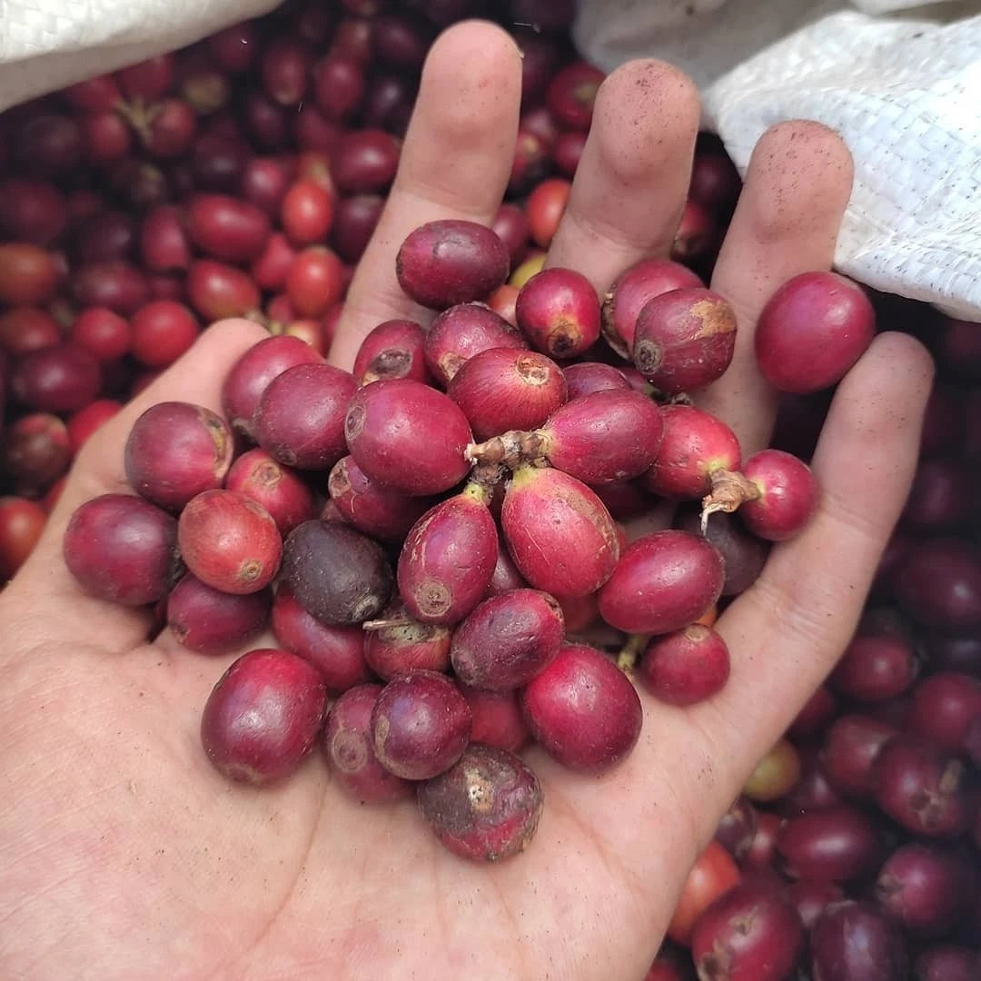 Premium Excelsa Coffee Seeds (Coffea liberica var. excelsa) – Exotic Tart and Fruity Specialty Coffee Bean Seeds for Planting (30+ Pcs)