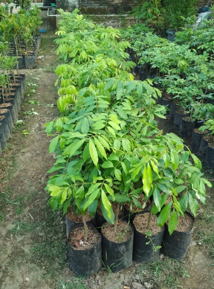 Crystalline Longan (Kelengkeng Kristal) - Premium Grafted Tropical Fruit Tree