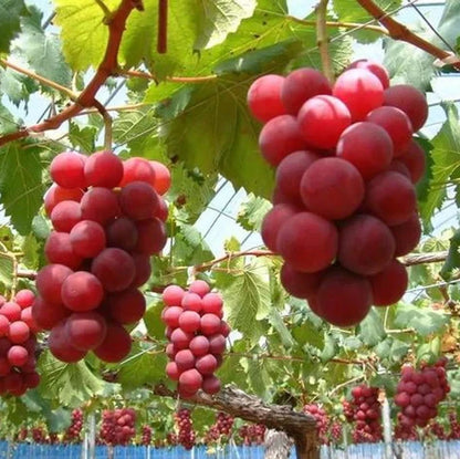 Ruby Roman Grape Seeds (Vitis vinifera var. Ruby Roman) – Premium Certified Ultra-Rare Luxury Japanese Table Grape Vine Seeds for Planting (100 Pcs)