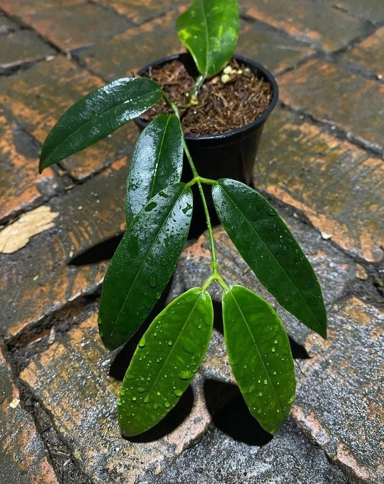 Hoya Surisana Green (Sp. Indonesia) – Rare Epiphytic Tropical Vine with Unique Foliage for Indoor & Outdoor Display