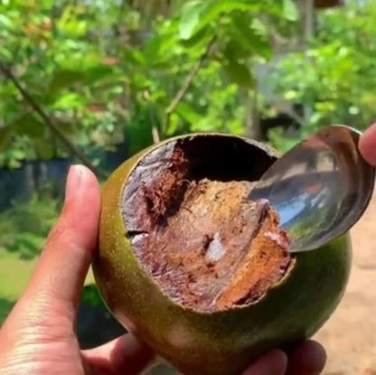 Premium Black Sapote (Diospyros nigra) – Grafted Seedling (Pot-Ready)