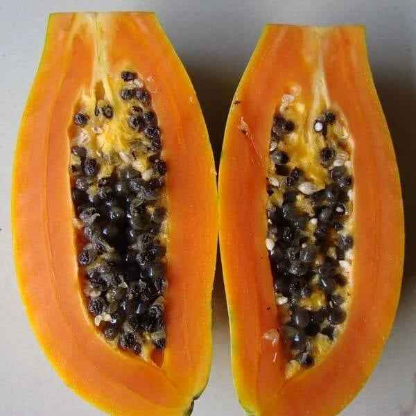 Dwarf India Pusa Papaya Seeds (Carica papaya 'Pusa Dwarf') – 150+ Premium Fresh High-Yield Patio-Size Sweet Papaya Seeds