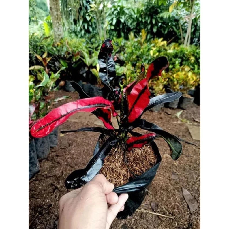 Codiaeum Variegatum Croton “Cakwe” Red Black | Rare Exotic Tropical Plant | Colorful Foliage Houseplant