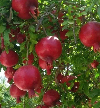 Kandhari Pomegranate Seeds (Punica granatum 'Kandhari') – 100 pcs Premium Fresh Rare Deep Crimson Sweet Kandhari Pomegranate Seeds for Planting