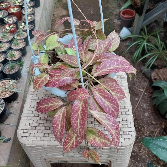 Premium Hoya Sunrise Red Live Plant (Hoya 'Sunrise') – Rare Hybrid Wax Plant Specimen with Sun-Stressed Foliage for Collectors
