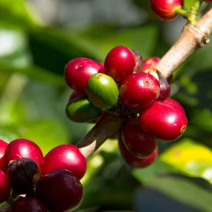 Kent Coffee Seeds (Coffea arabica var. Kent) – Premium Certified High-Yield Specialty Indian Heirloom Gourmet Coffee Bean Seeds for Planting (120 Pcs)