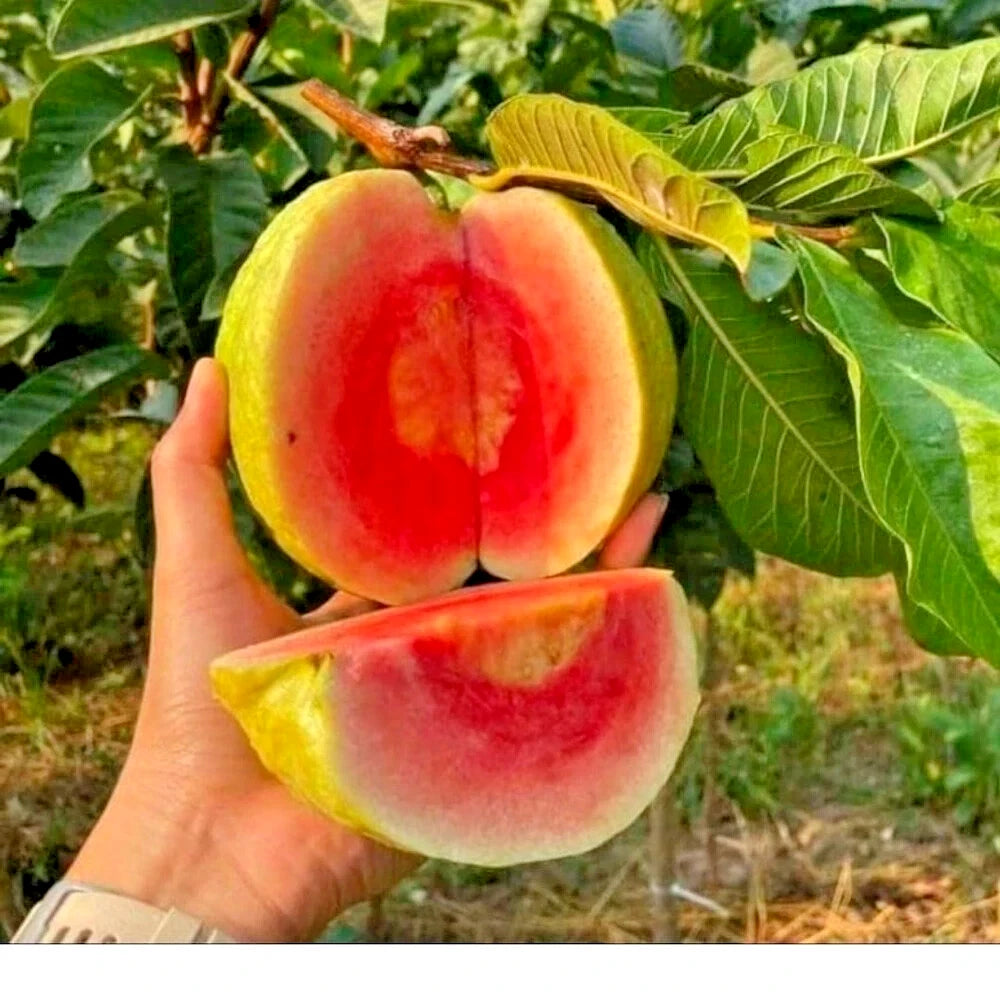 250+ Red Diamond Guava Seeds (Psidium guajava var. 'Red Diamond') – Premium Deep Red & Sweet Crisp Tropical Fruit Tree Seeds for Planting